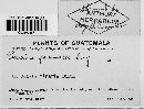 Puccinia farinacea image