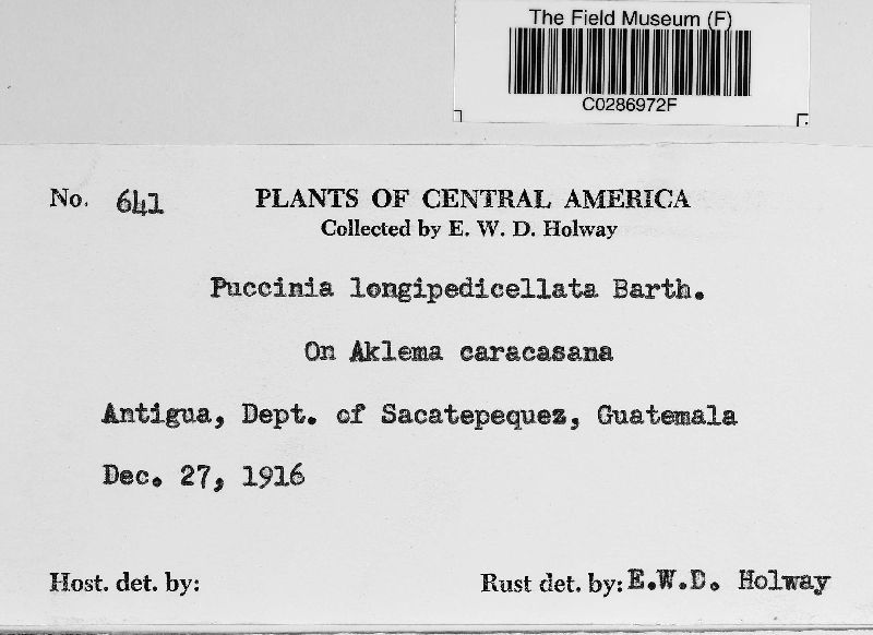 Puccinia longipedicellata image