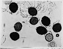 Uromyces antiguanus image