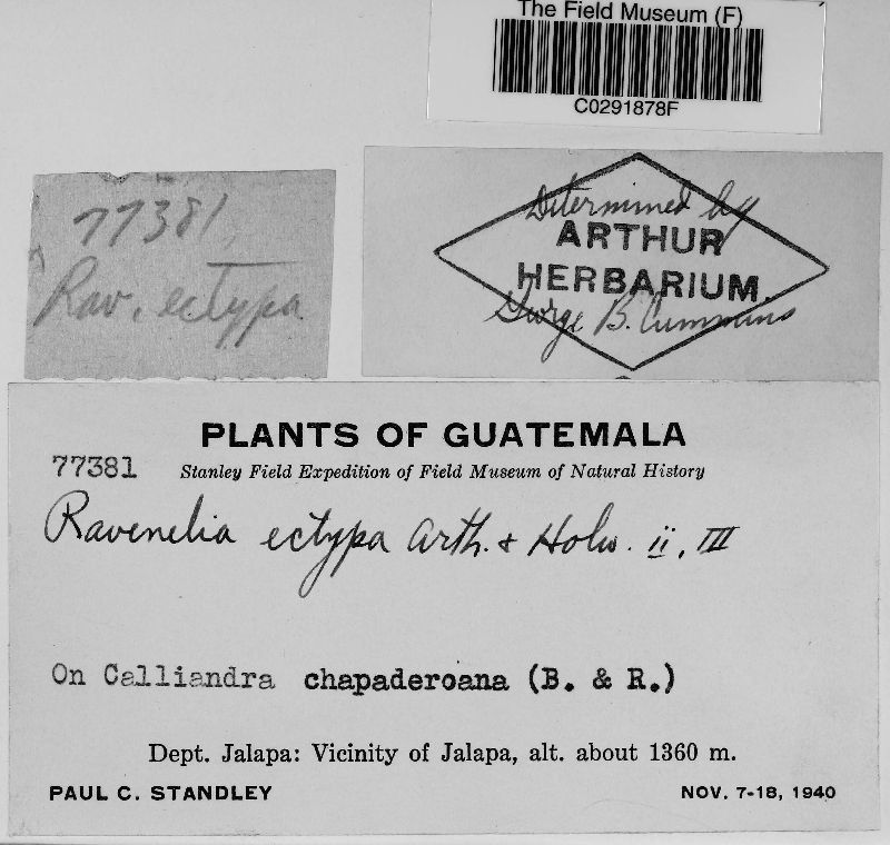 Raveneliaceae image