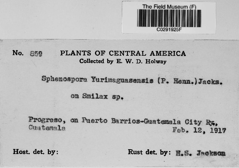 Sphenospora yurimaguasensis image