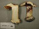 Cortinarius caesiostramineus image