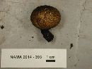 Lycoperdon umbrinum image
