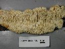 Sarcodontia pachyodon image