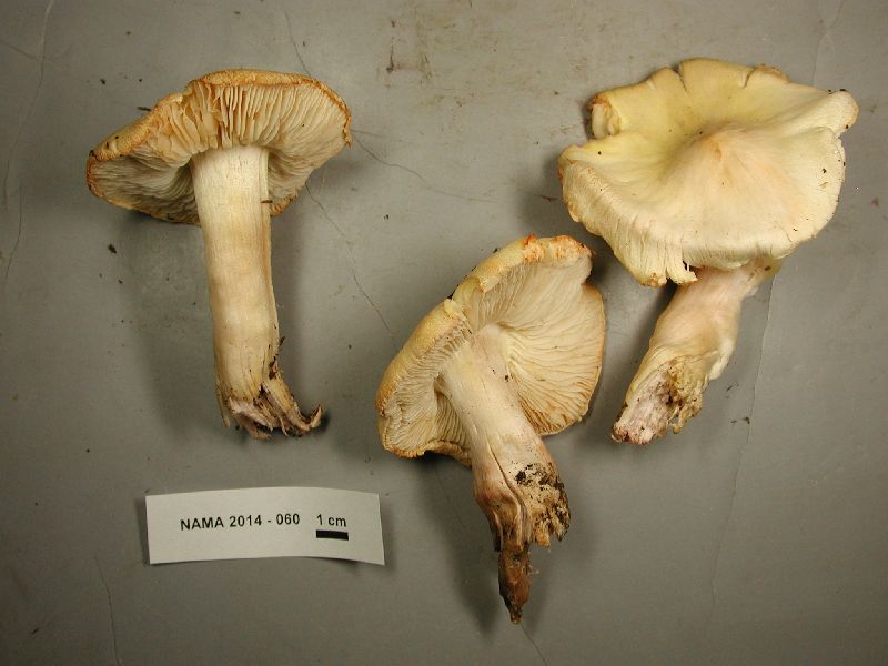 Tricholoma cheilolaminum image