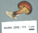 Gymnopilus liquiritiae image