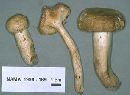 Russula foetentula image
