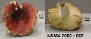 Russula obscuriformis image