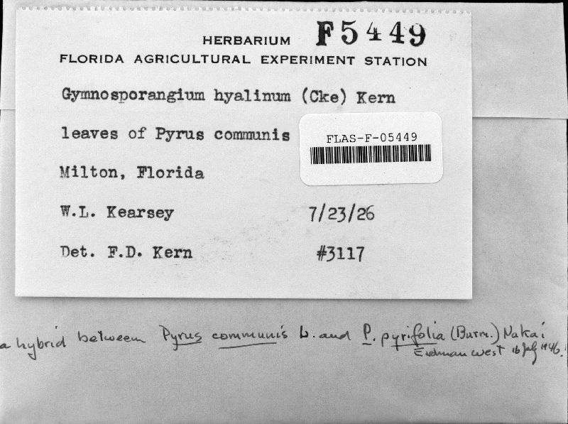 Gymnosporangium hyalinum image