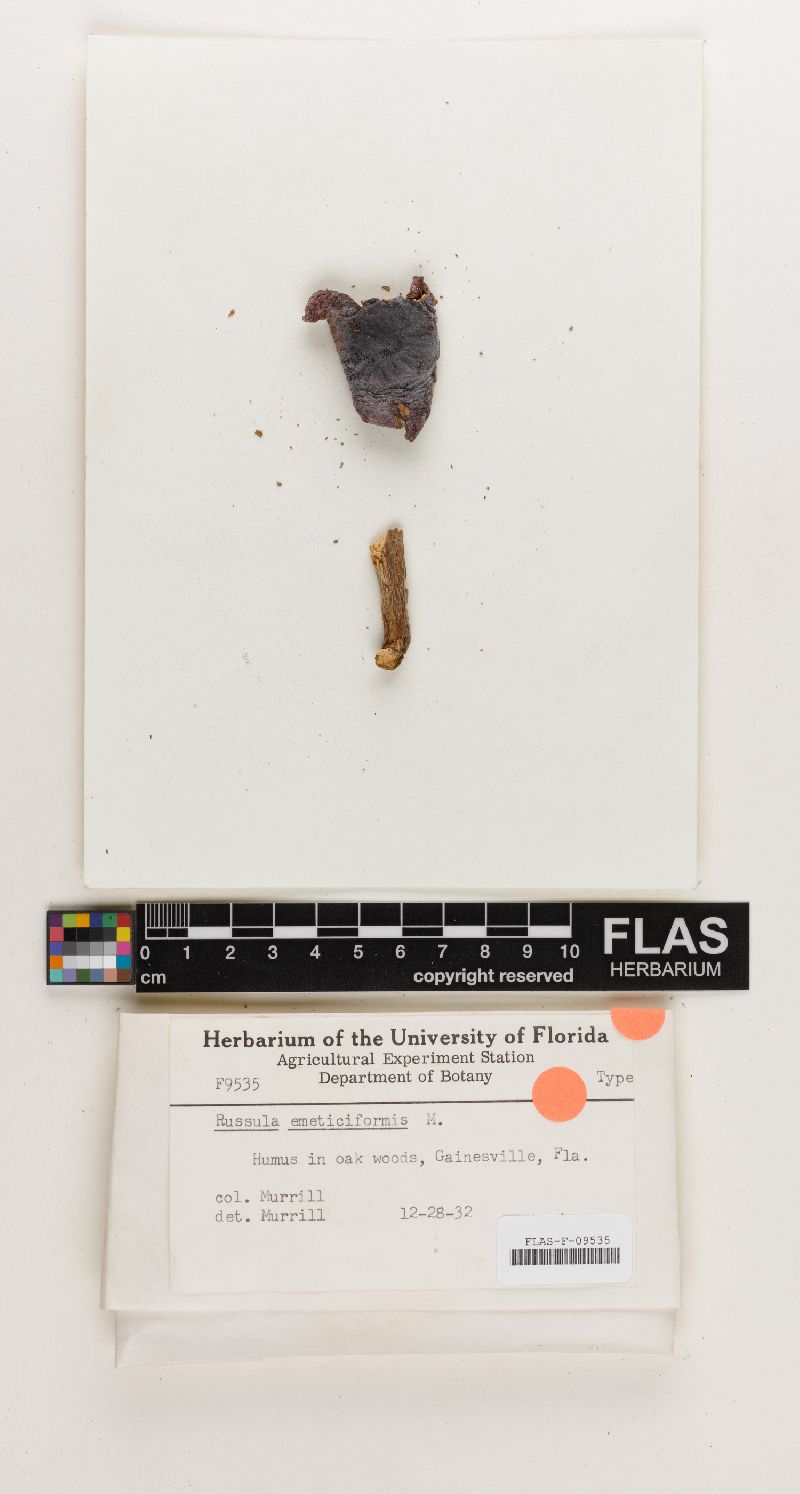 Russula sardonia image