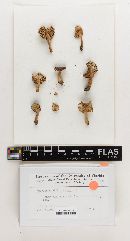 Russula uncialiformis image
