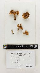 Russula albiduliformis image