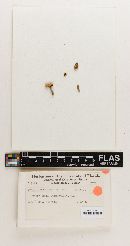 Lepiota roseiceps image