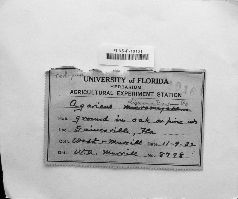 Agaricus diminutivus image