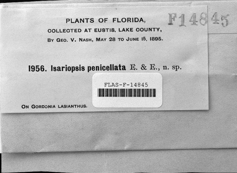 Phaeoisariopsis penicillata image