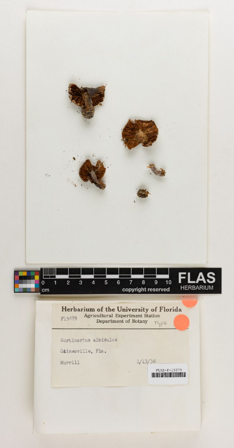 Cortinarius albidulus image