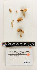 Russula lepidiformis image