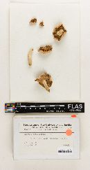 Russula lepidiformis image
