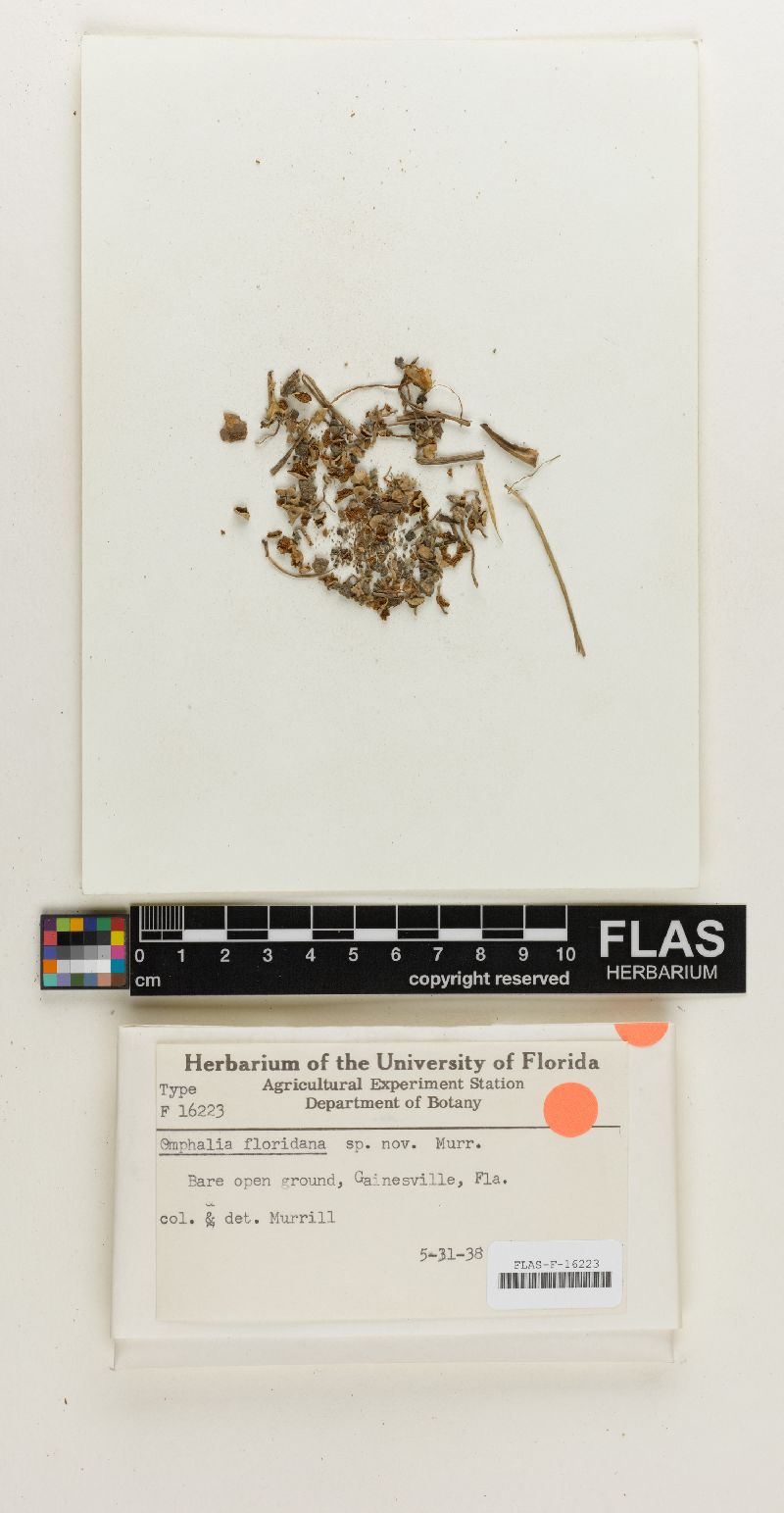 Omphalina floridana image