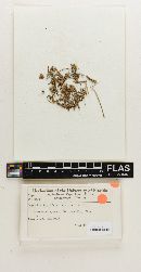 Omphalina floridana image