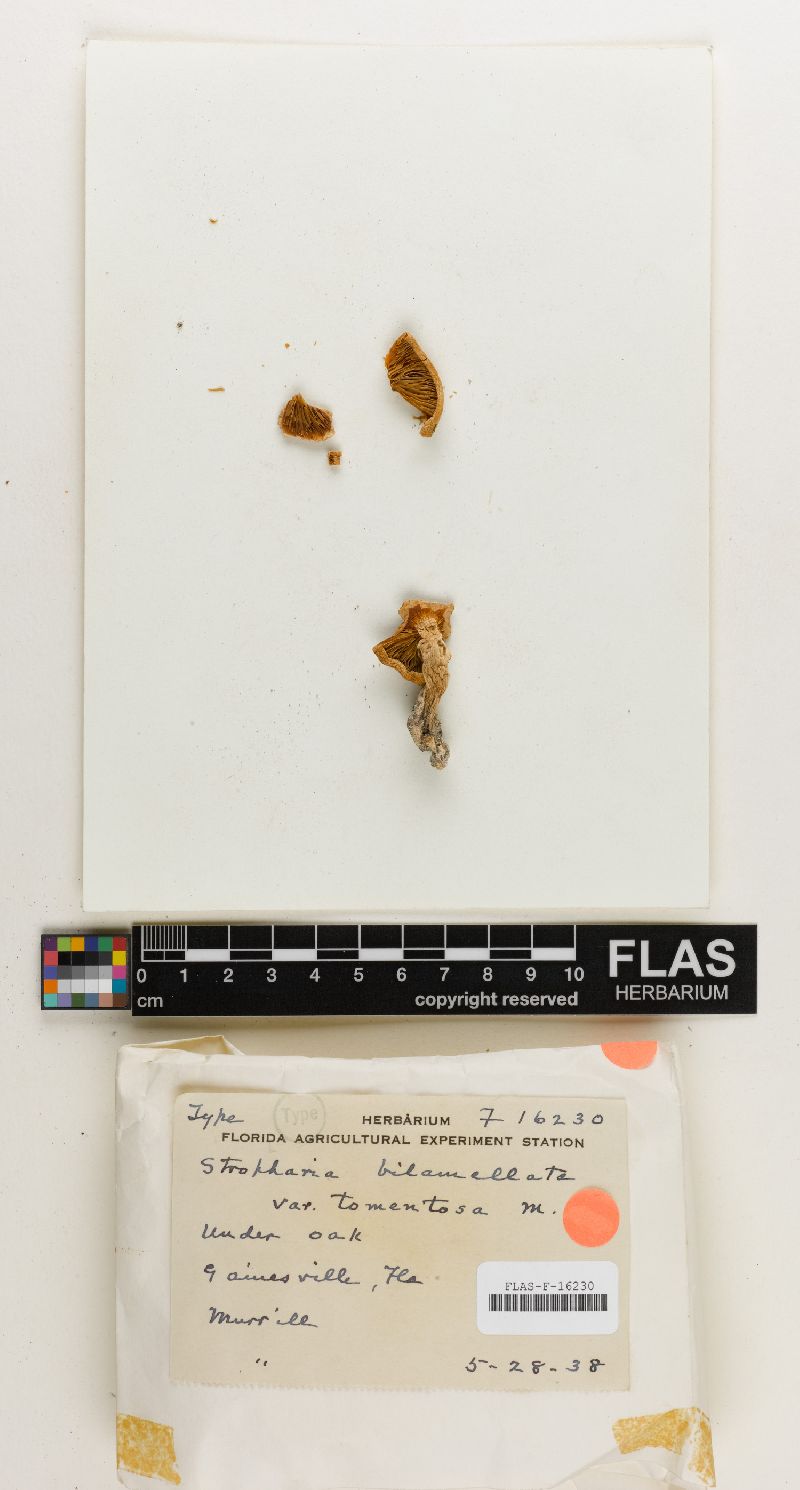 Agaricus bilamellatus image