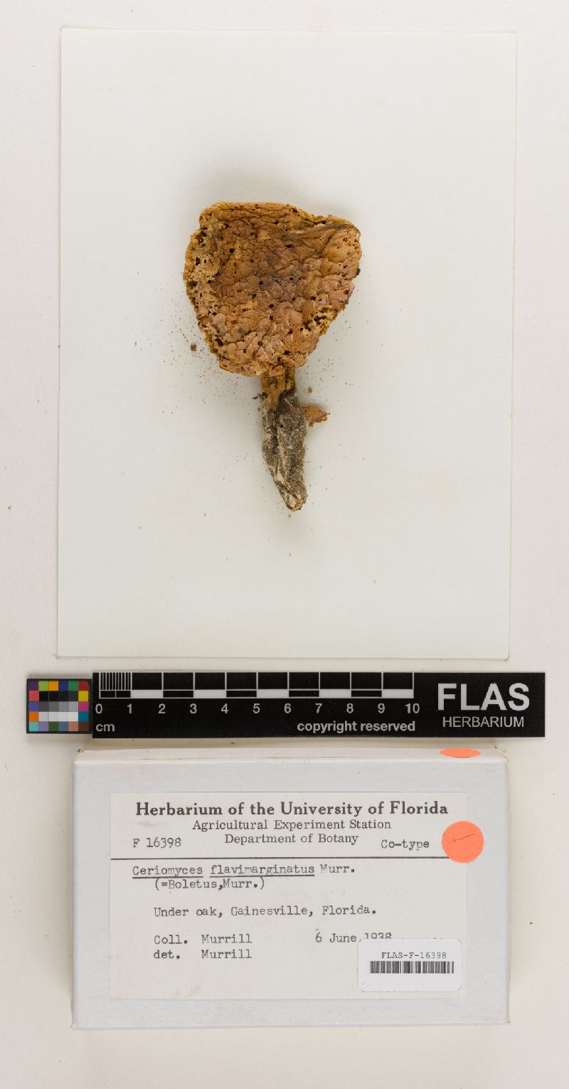 Aureoboletus flavimarginatus image