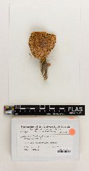 Aureoboletus flavimarginatus image
