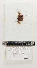 Russula subincarnata image