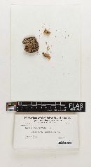 Russula subincarnata image