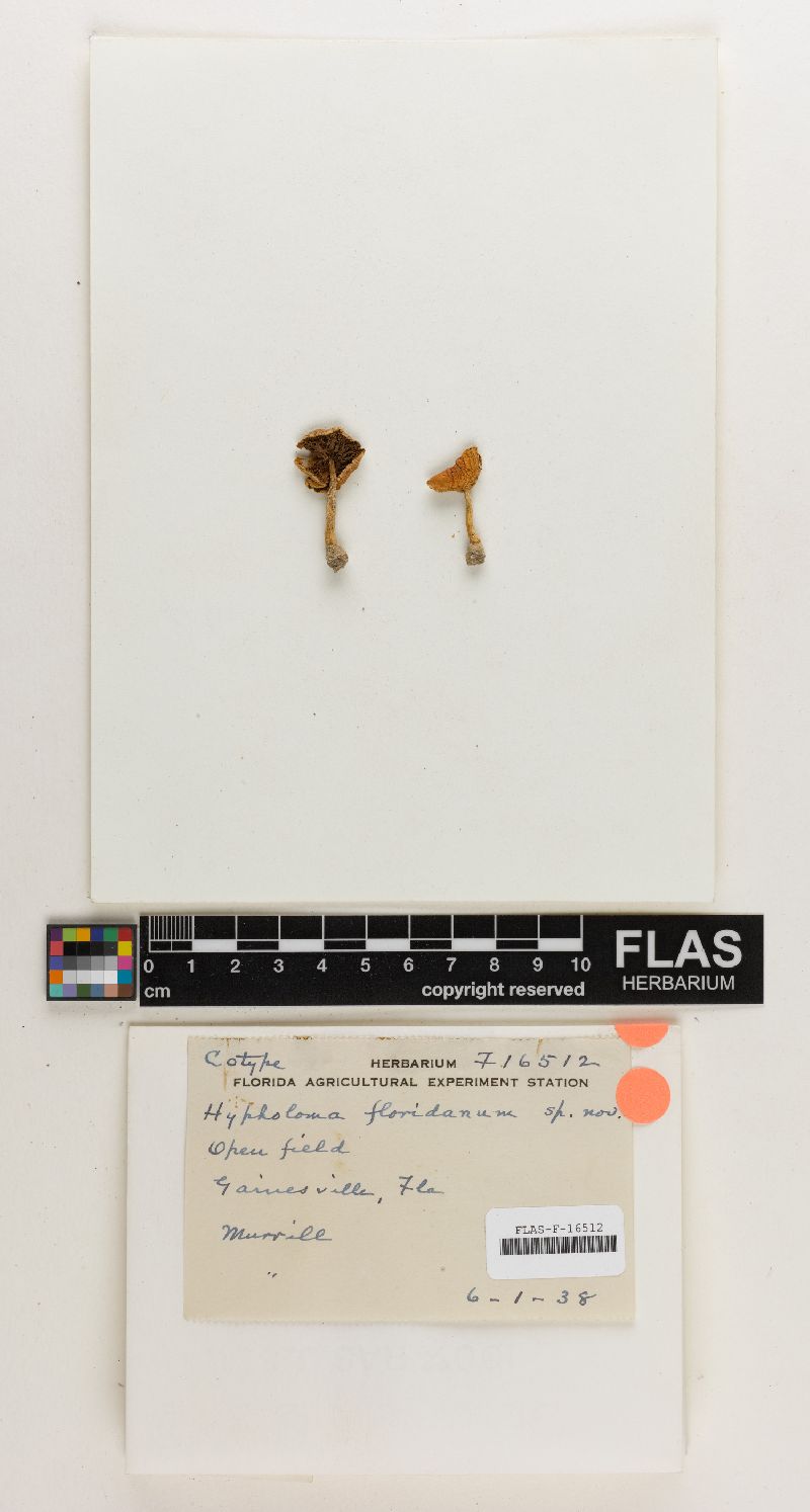 Psathyrella floridana image