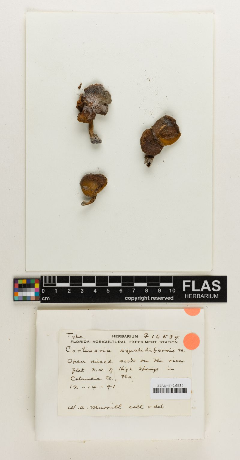 Cortinarius squalidiformis image