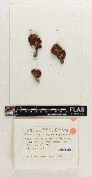 Cortinarius squalidiformis image
