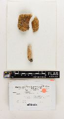 Russula ochroleuciformis image