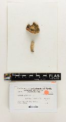 Russula levispora image