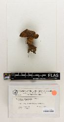 Gyroporus fumosiceps image