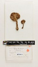Amanita cylindrisporiformis image