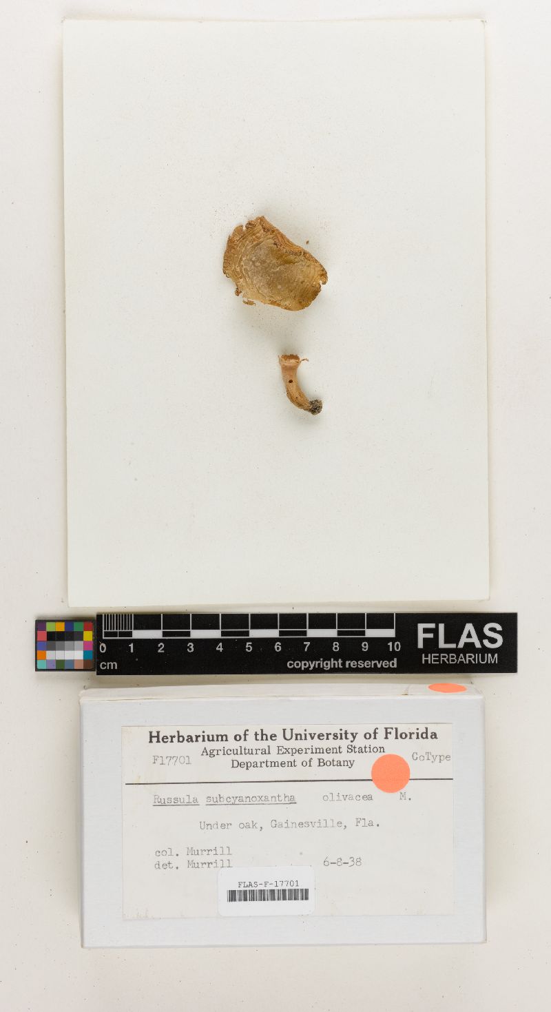 Russula subcyanoxantha image