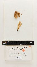 Russula subluteobasis image