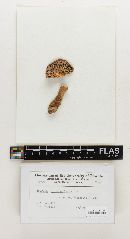 Russula alutaceiformis image