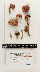 Russula subfragiliformis image