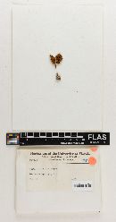 Cortinarius albiceps image
