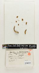 Melanoleuca floridana image