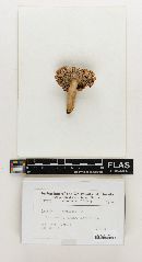 Russula praerubriceps image