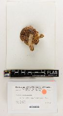Russula subsulphurea image