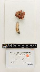 Russula subfloridana image