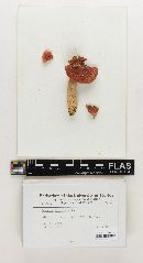 Russula floridana image