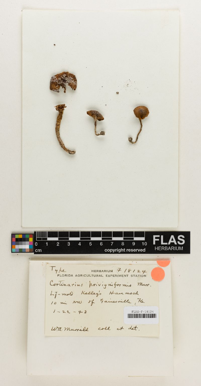 Cortinarius privigniformis image