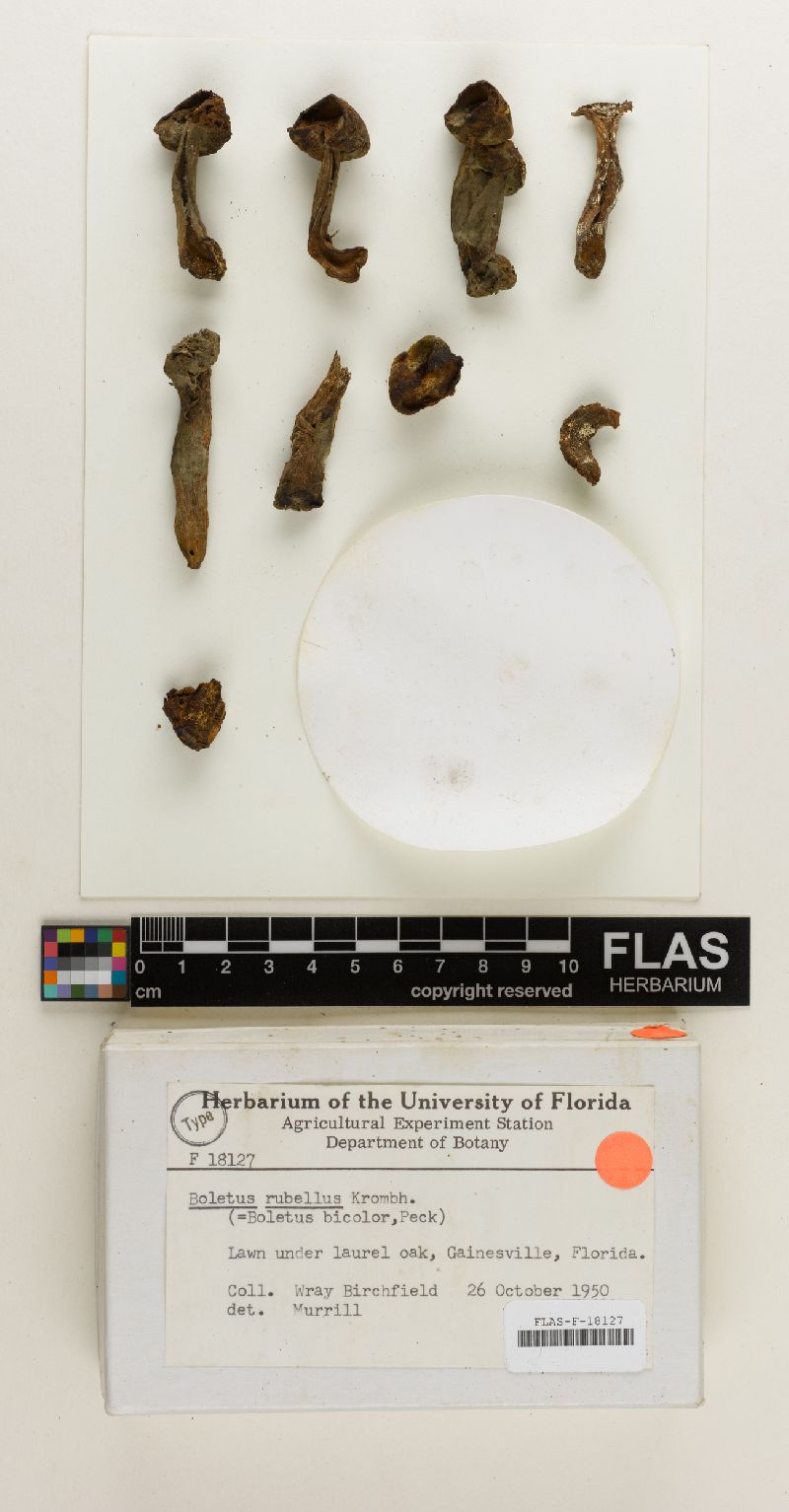 Hortiboletus rubellus image