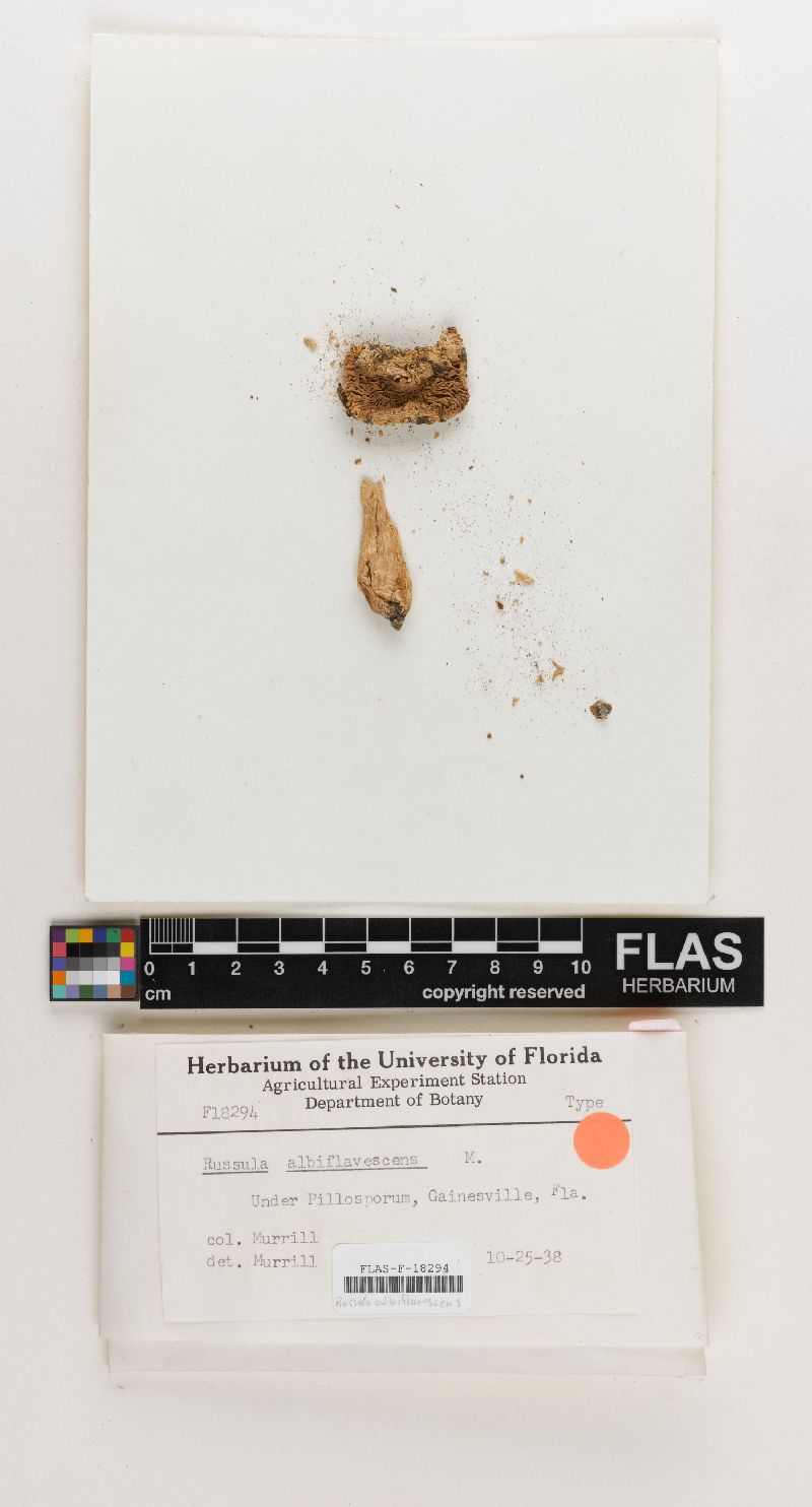 Russula albiflavescens image