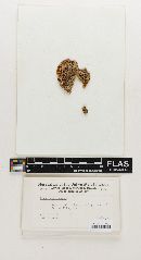 Russula pinetorum image